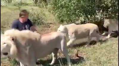 Man greeted by pride of lions that he raised when they were young