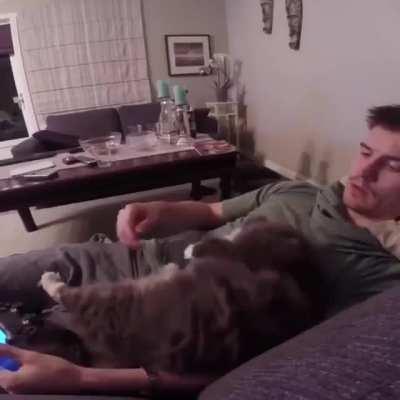 This guy recorded all the arm flops his kitten made in the span of a year