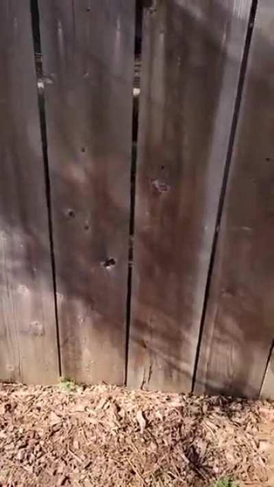 Mamma bear charged at me this morning