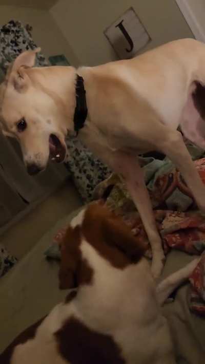 Millie loves her new puppy Pickles!