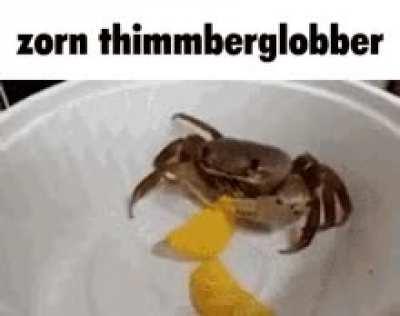 zorn thimmberglobber