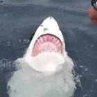 Look at me ! I’m drowning gi-give me attention （/｡＼)