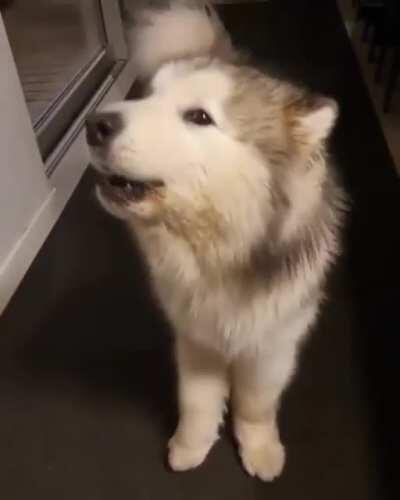 If you're happy and you know it say awoo!