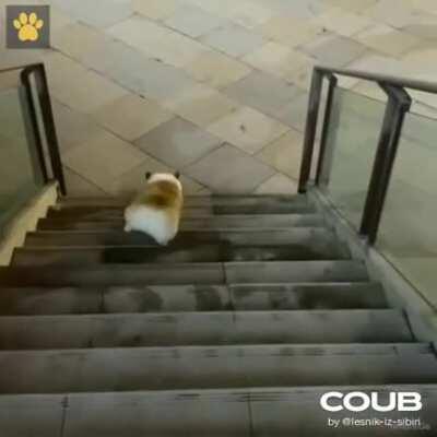 Как спускаются корги