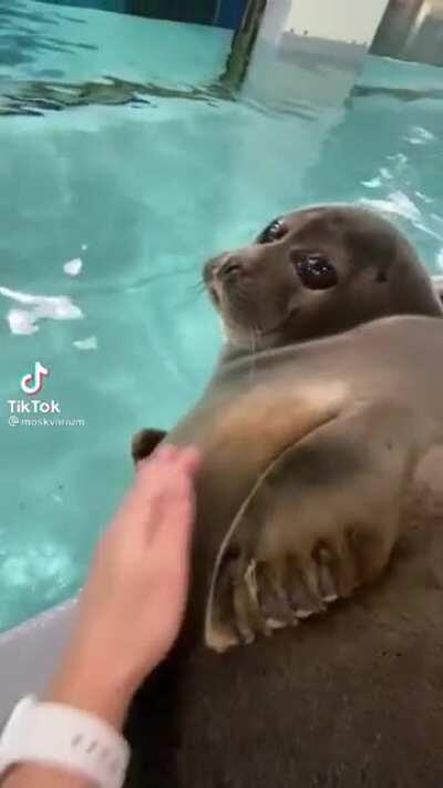 Absolute chonk and eyes