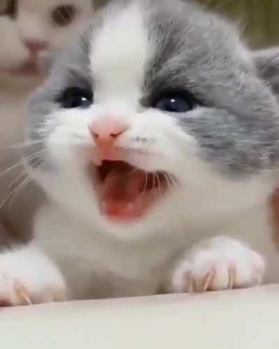 What's Cutie trying to Say ?