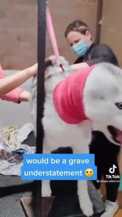 Very dramatic girl at the groomer, (she’s fine, just spoiled)