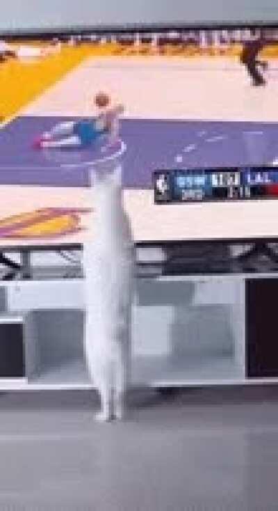 Magic cat magic cat magic cat