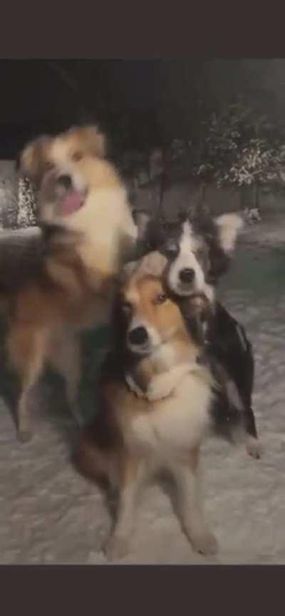 We don’t deserve dogs.