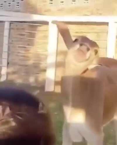 Call me an optimistic idiot, but I think having a cow will be the new craze among whites, and when the whites spit, the liberals.