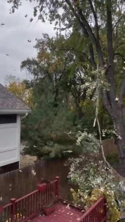 First cut off the tree… make it a good one!