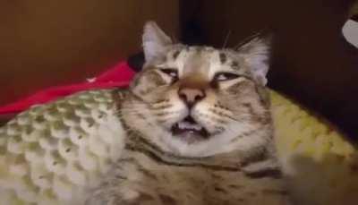 That was a damn treat.