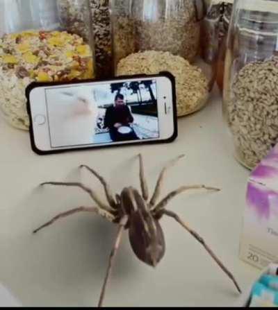 blursed_spider