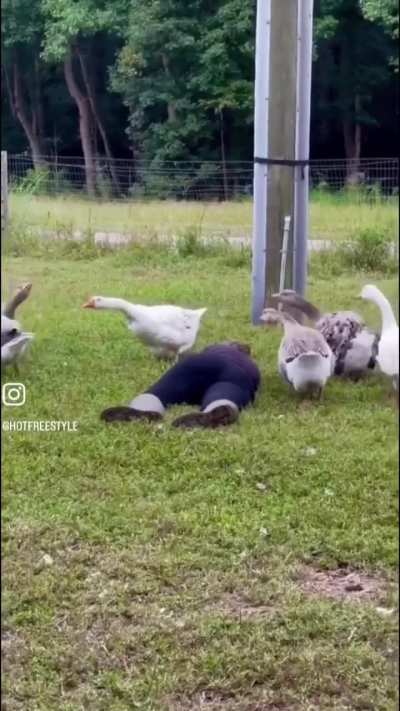 Geese run to their caretakers aid.