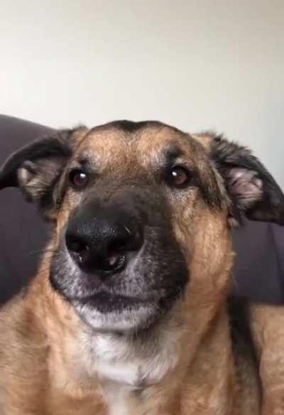 To not bark at the delivery man