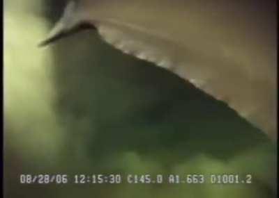 Massive 6-gill shark at 3,300 feet depth.