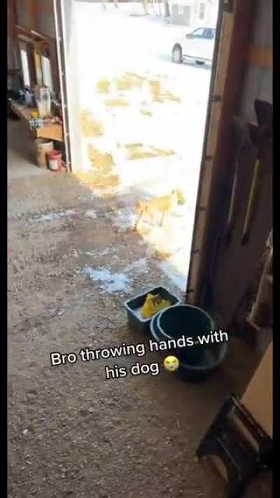 Kid got jumped and robbed by a dog