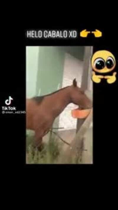 helo cabalo 😳