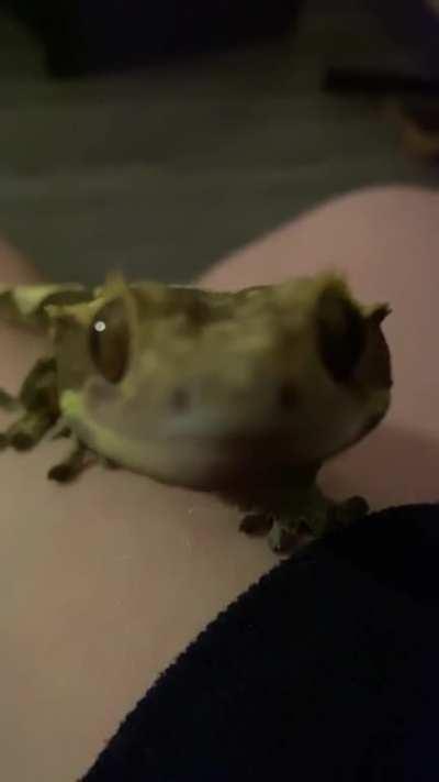 My son is obsessed with phone lenses