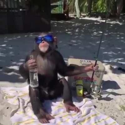 Macaco lol: amanhã n vai ter Live pq tenho compromisso O compromisso :