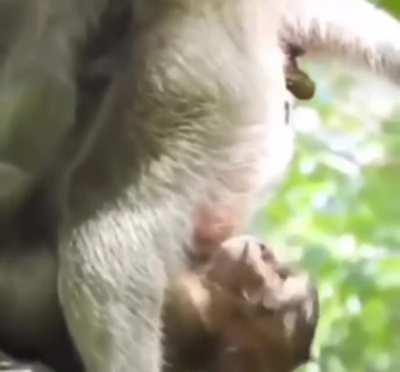 What Ken Griffin does to AMC apes