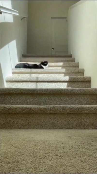 Cat following a sunbeam for warmth..🐈🐾🌅😍