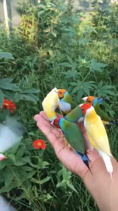 Yus, I got them eating out of my hand