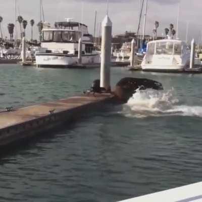 Get off my territory!