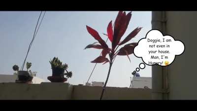 Yelling at neighbour 