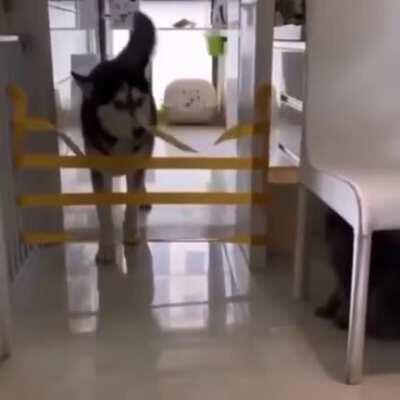 To make the dog jump