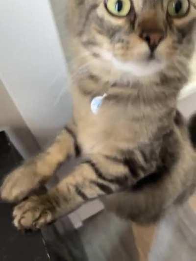 Outside or some pets? Such a choice!