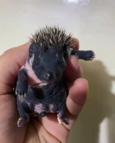 Morning of the little hedgehog.