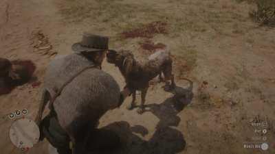 look yall, I found a dog