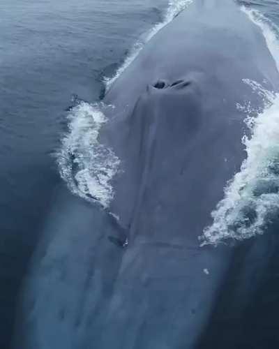 🔥 One of the most fascinating creatures on this planet