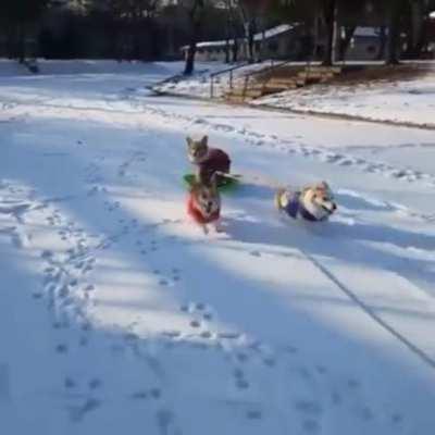 The Corgi express ...