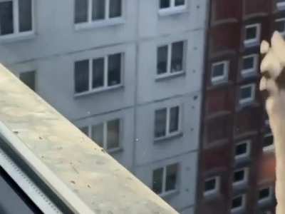 Difference between a seagull and a crow’s accuracy