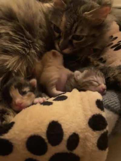 Illegally smol yawns 💚