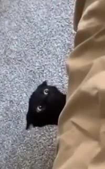 Monster under the bed