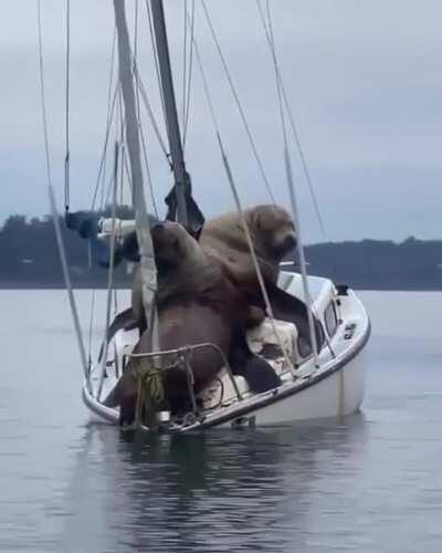 🔥 Sea lions just chilling on a boat