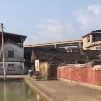 Ostrich on the move!