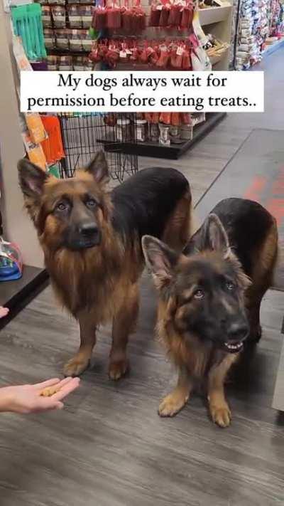 Dogs wait for owner permission to eat