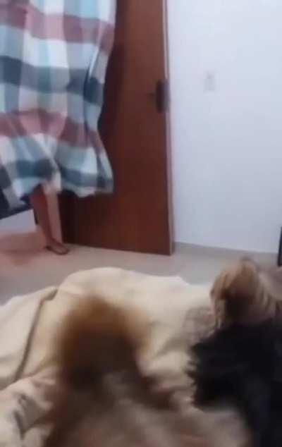 DoglaREDDIT - Video #3695