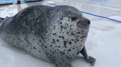 I don’t have a funny meme or amazing artwork, but I did find a video of a squishy seal.