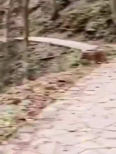 I am speed