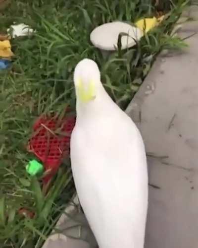 Kidnapping in action