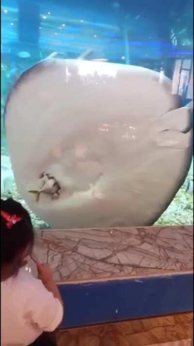 Guess I'm a lollypop now