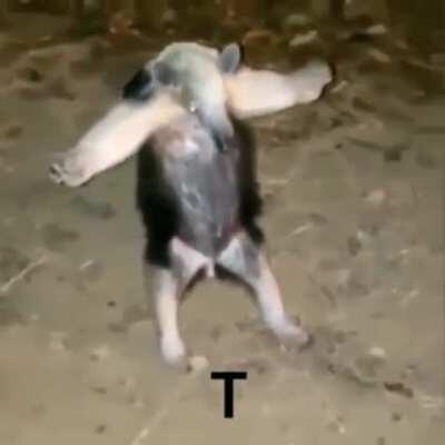 T