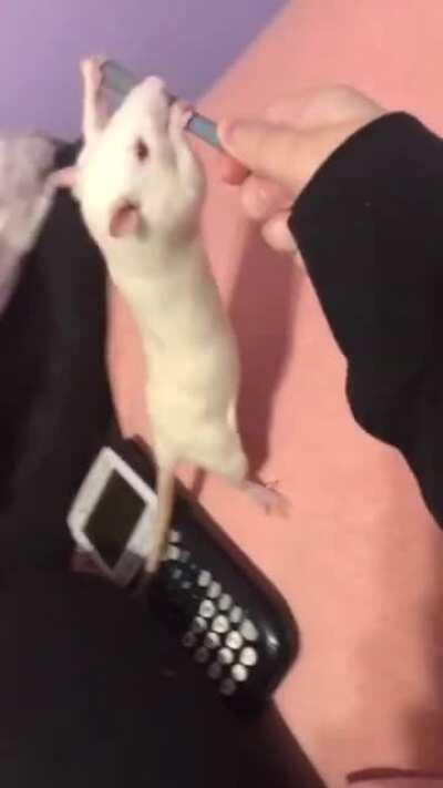 a little compilation i put together since sock has an obsession with pencils