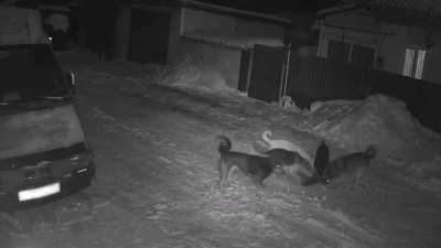 Cat gets mauled by a pack of street dogs in Russia