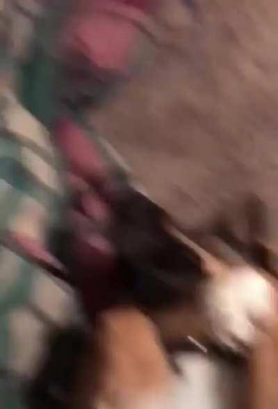 Doggo witness witchcraft